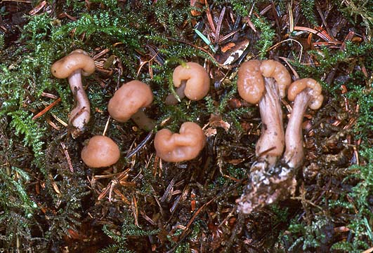 Pachycudonia monticola